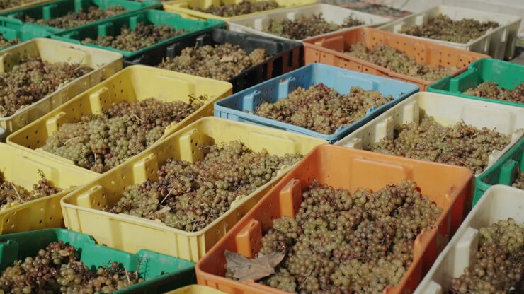 Una fila di cassette con l'uva raccolta. Produzione di vino bianco.