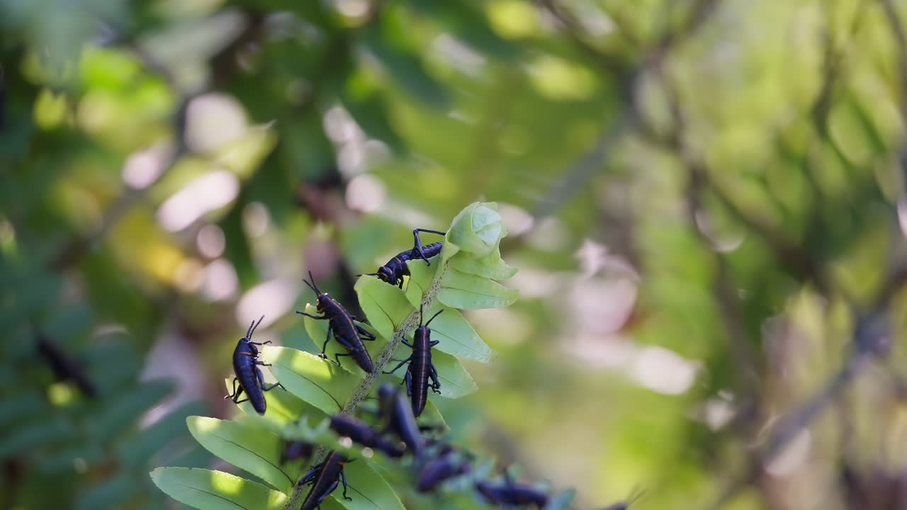 Close up on lubber grasshoppers eating and clinging to the tip of a fern as it moves around in the breeze with a soft backlit glow.