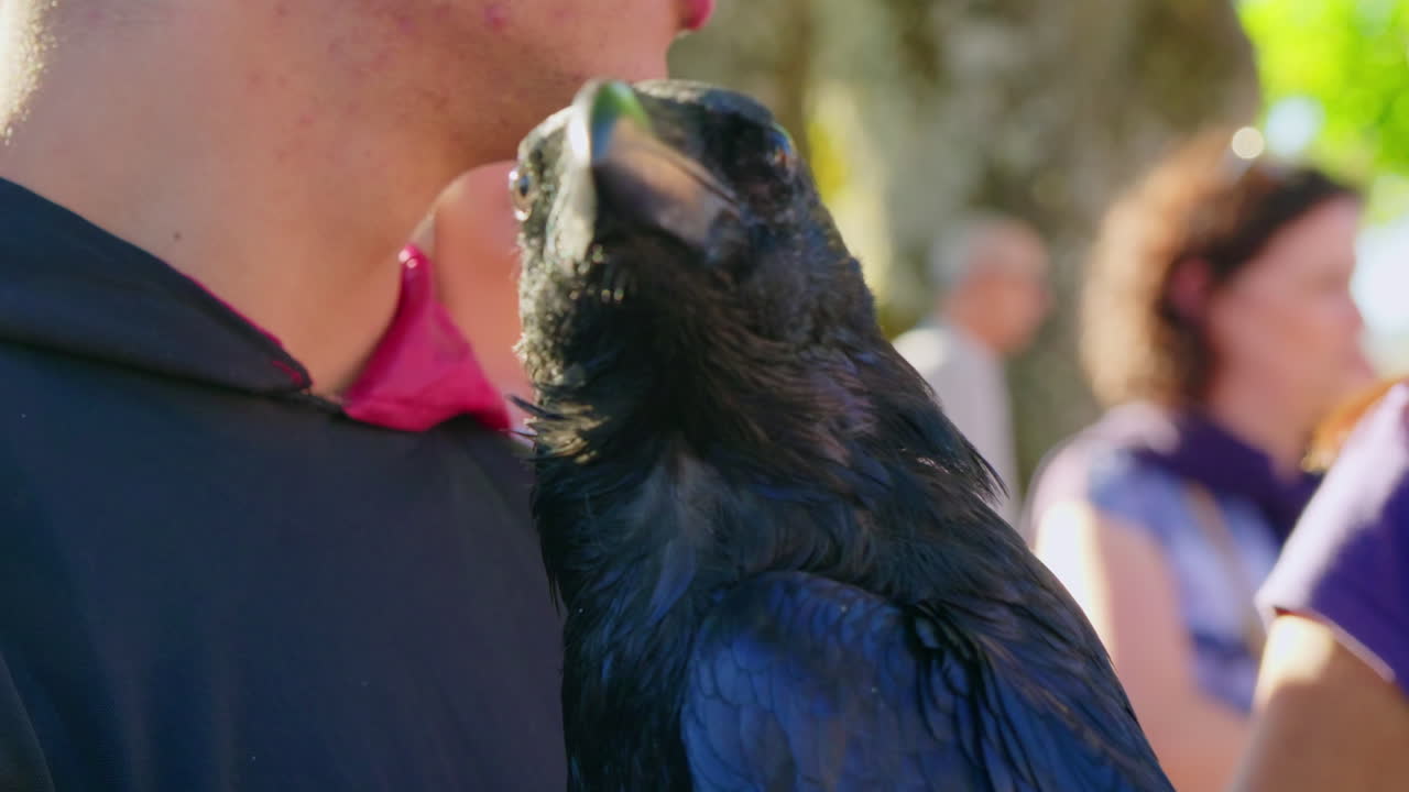 Close-up of a Raven on a Person's Shoulder