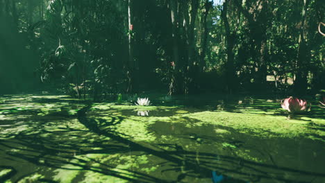 tranquil pond in lush tropical forest