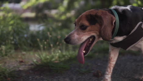 beagle dog close up walking through wooded trail in the summer slowmo