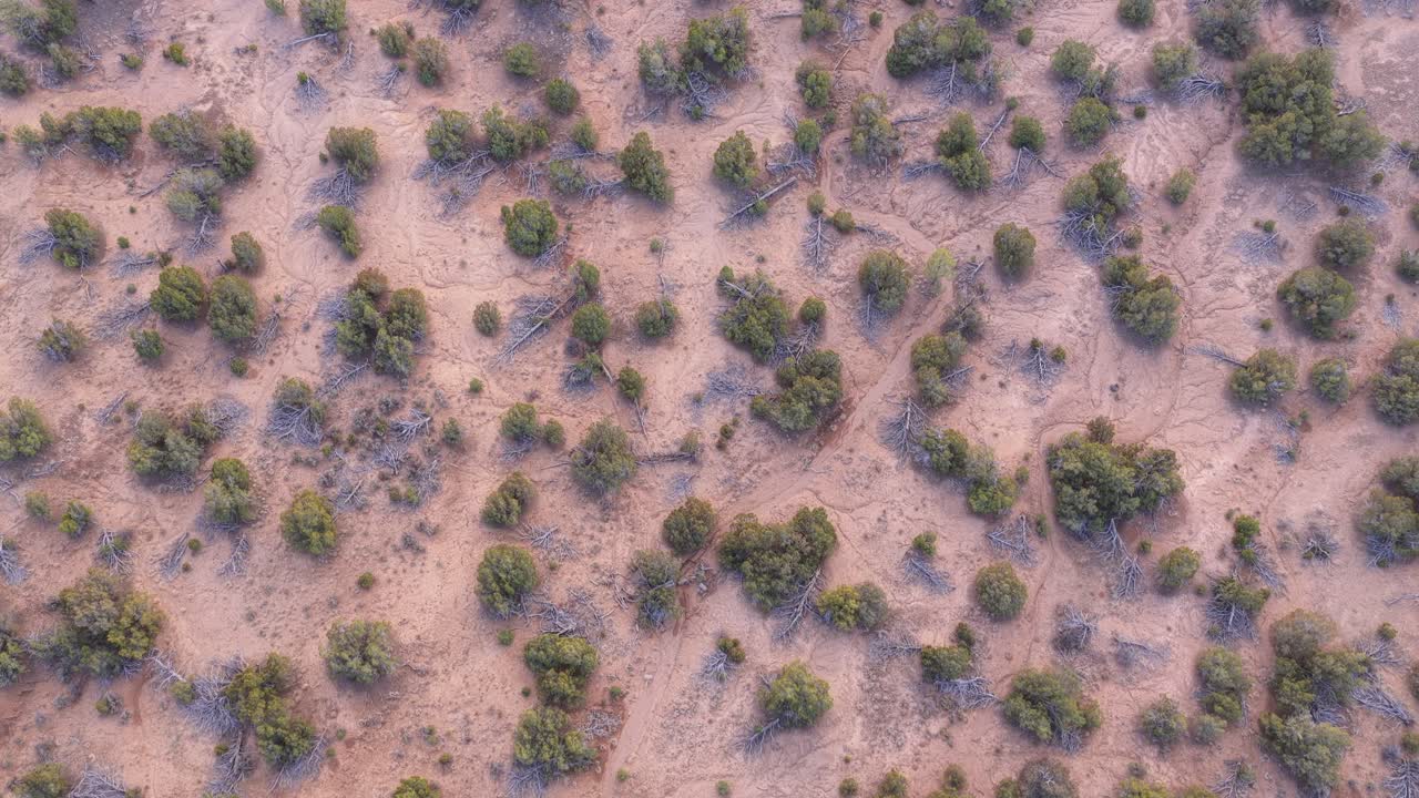 A high-angle drone perspective captures sandy paths created by recent flooding in the desert. Dry river bed patterns and green bushes define the surface textures after a flash flood event