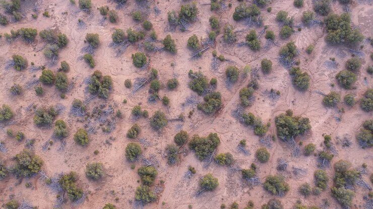 A high-angle drone perspective captures sandy paths created by recent flooding in the desert. Dry river bed patterns and green bushes define the surface textures after a flash flood event