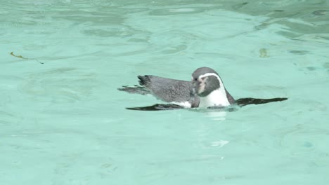 mid shot penguins in zoo scratcing themselves in the pool and swimming