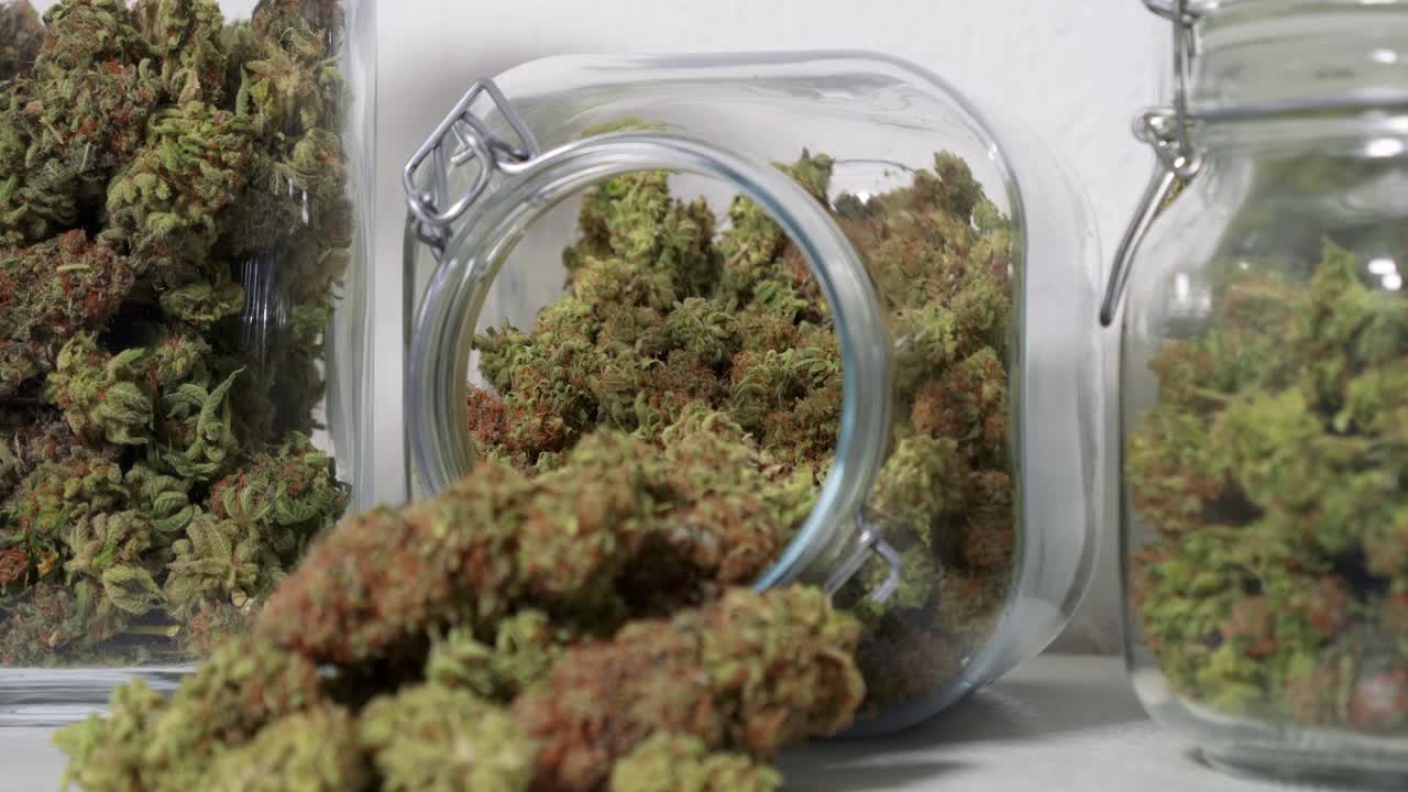 Dolly-shot af høstede cannabisblomster i krukker foran en hvid baggrund
