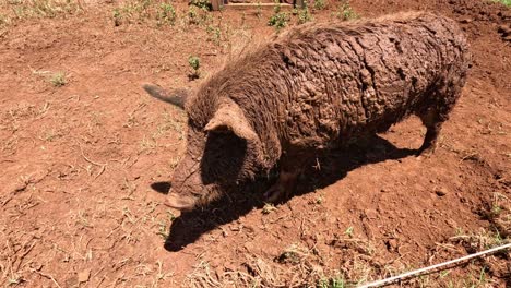 cerdo fangoso en un campo