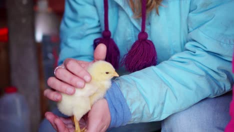 child petting baby chicken close up