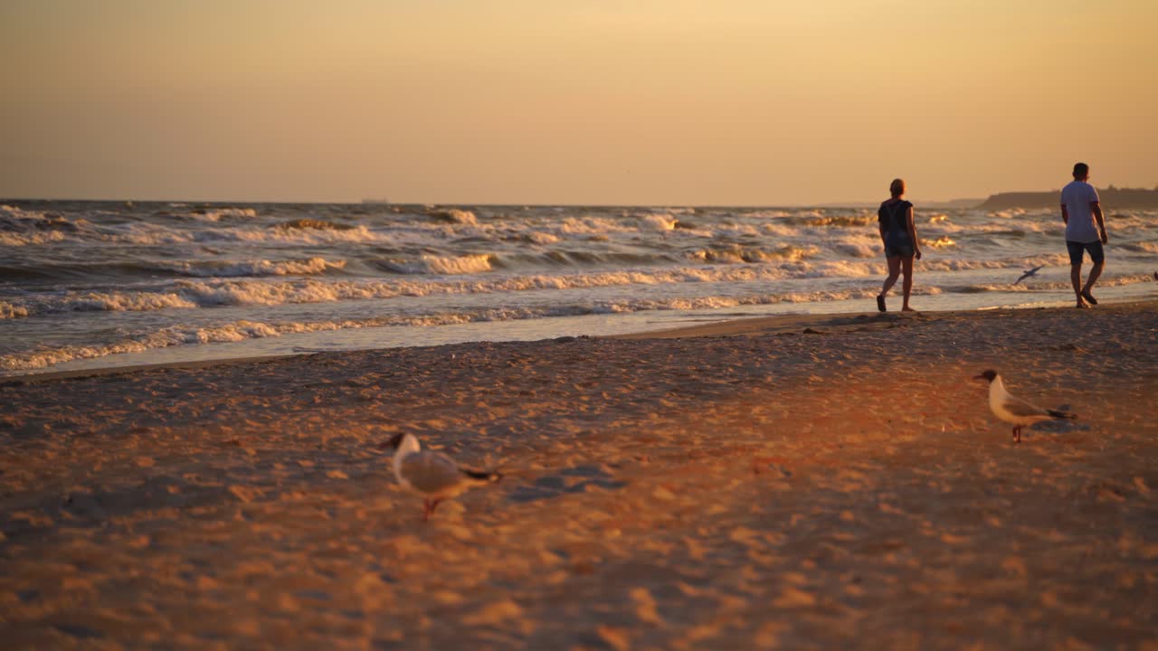 Man and woman walking on the seashore at sunset. Evening background with waves on sea water and people going along the beach. Many seagulls flying over the seascape.