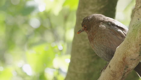 female blackbird perching on the tree in the forest in wellington, nz - close up