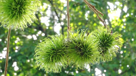 Grüner-Roher-Rambutan-Und-Rote-Ameisen