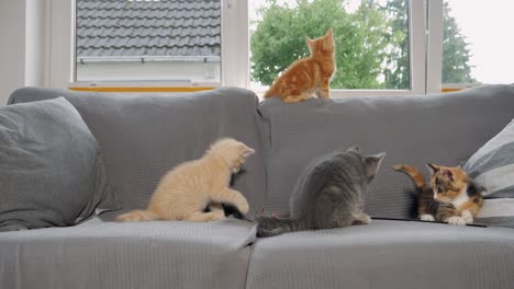 slow motion shot of kittens playing with each other on a sofa