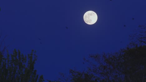 鸟类或蝙蝠在深蓝色的天空中飞过满月,在夜间在树顶上