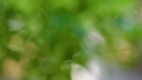fondo de movimiento de bokeh de bosque abstracto
