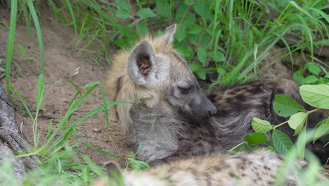 tired sleepy young spotted hyena taking nap, close up