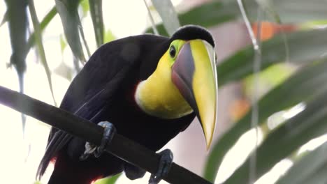 beautiful close up shot of a swainson's toucan sitting on a plant stem