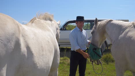 vaquero alimentando a los caballos en el sur de francia
