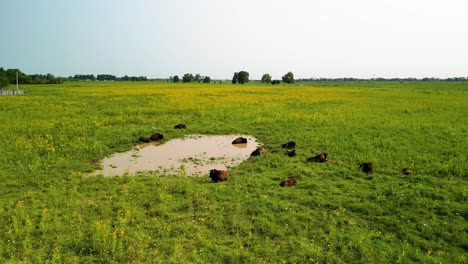 Aerial-view-of-Bison-herd-laying-at-watering-hole,-Battelle-Darby-Metro-Park,-Ohio