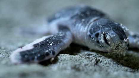 Nahaufnahme-Des-Schildkrötenjungen,-Das-Am-Sandstrand-Der-Perhentian-inseln-In-Malaysia-Ruht