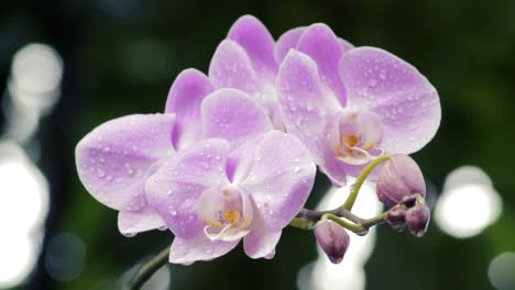 closeup shot of a cluster of wet pink orchids in a jungle after the rain