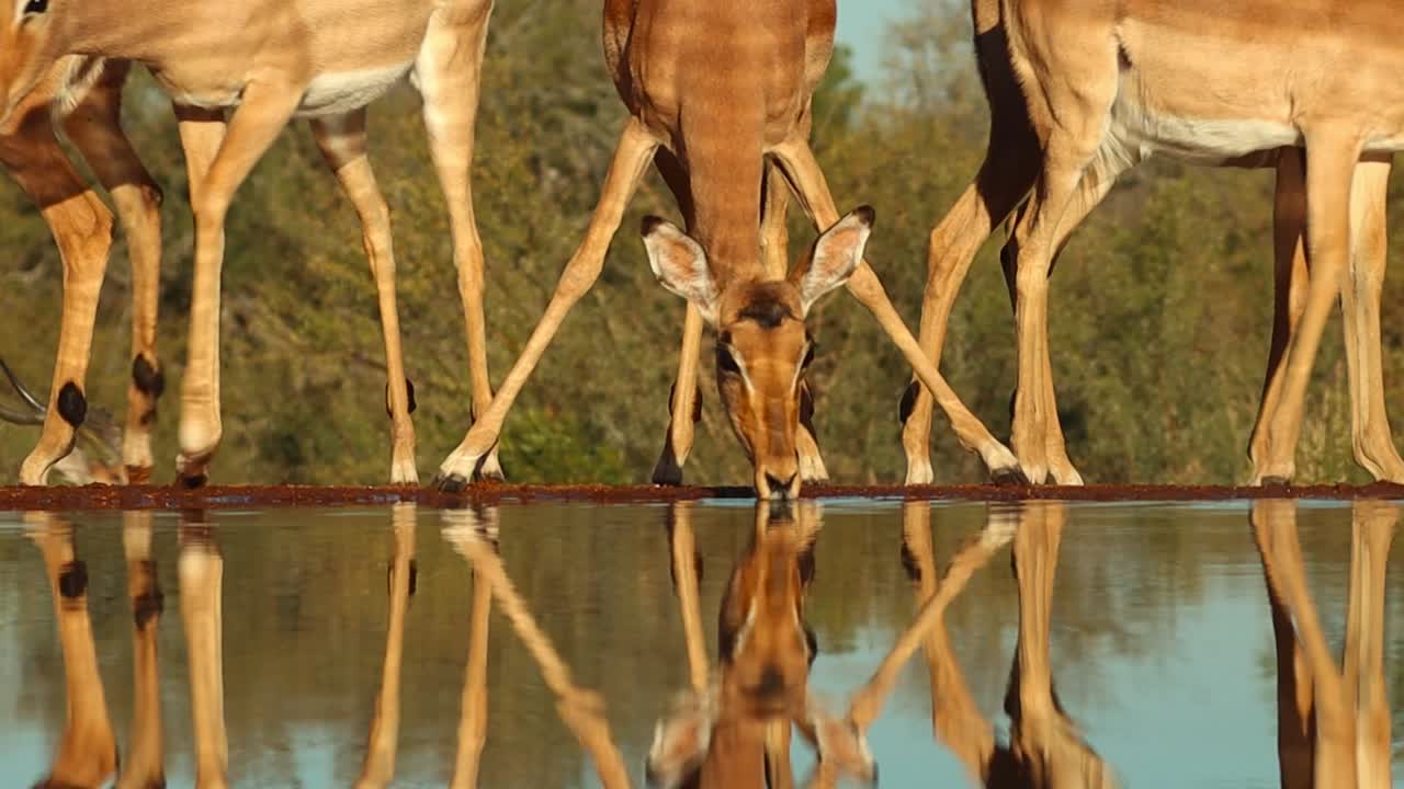 un tiro medio de ángulo bajo de una manada de impalas bebiendo, gran kruger