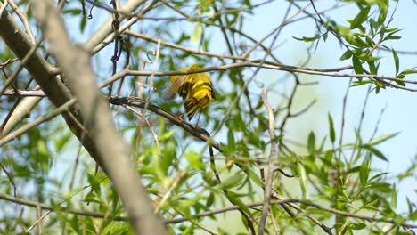 yellow warbler performs body cleaning while perched on the branch