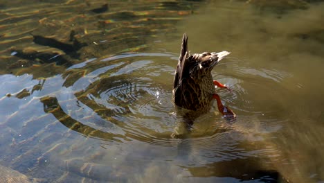 Un-Pato-Real-Sumergiéndose-En-El-Agua-A-Cámara-Lenta