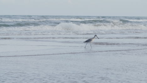 a seagull walking along the beach in front of slow motion waves