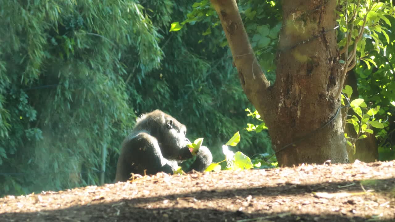 Gorilla che mangia foglie vicino a un albero