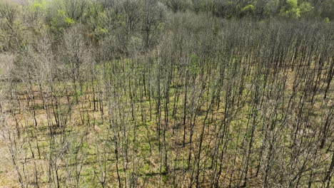 bare trees in bell slough wildlife area, arkansas, at daytime, early spring vibe, aerial view