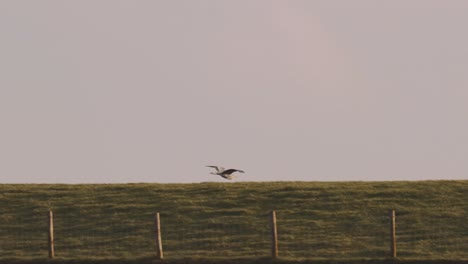 Hen-Harrier-Flying-Across-Sky-And-Grassland-In-Ameland