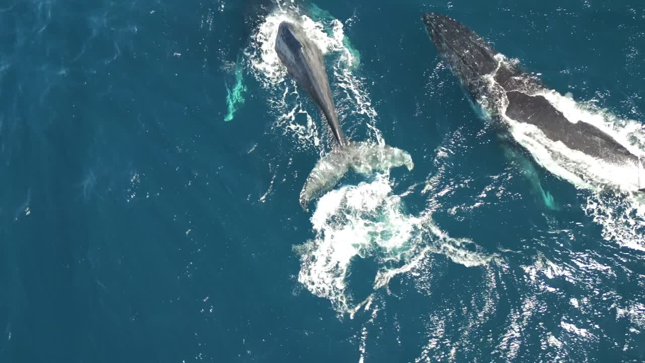 Aerial view a pair of humpback whales in calm blue ocean water, humpback whales spouting making rainbow. Endangered ecosystem.