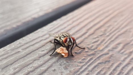 Extreme-close-up-of-houseflies-eating-food-crumbs-on-a-table