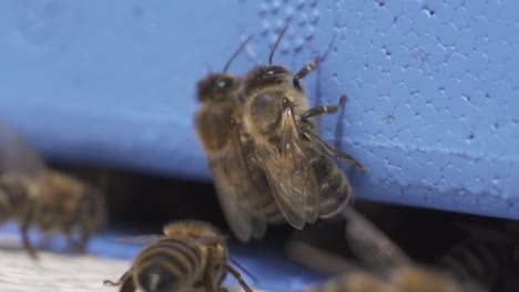 Bienen-Fliegen-Zurück-Zum-Bienenstockeingang-Und-Prüfen,-Ob-Sie-Teil-Des-Bienenvolkes-Sind