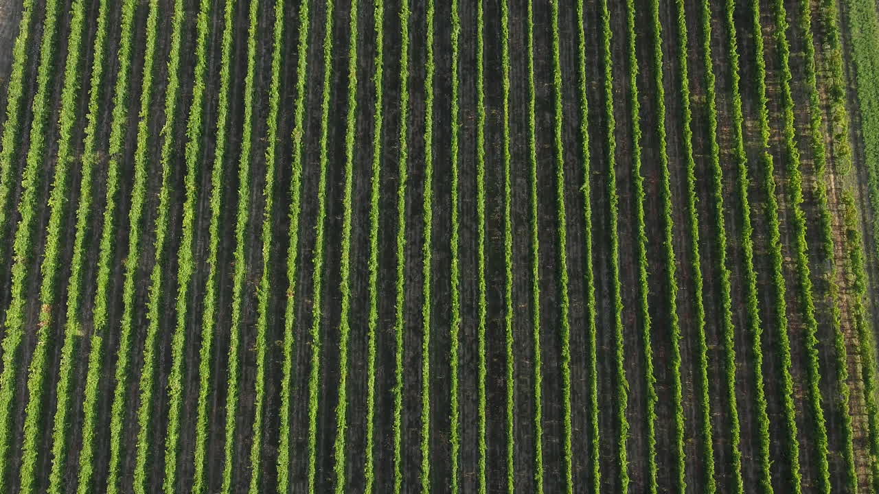 volando sobre la antena de un viñedo de forma perfecta en la zona de chianti de frescobaldi