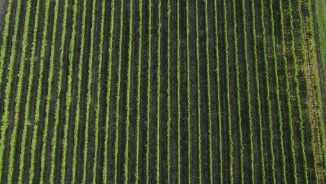 Flying-over-aerial-of-a-perfectly-shaped-vineyard-on-the-Chianti-area-of-Frescobaldi