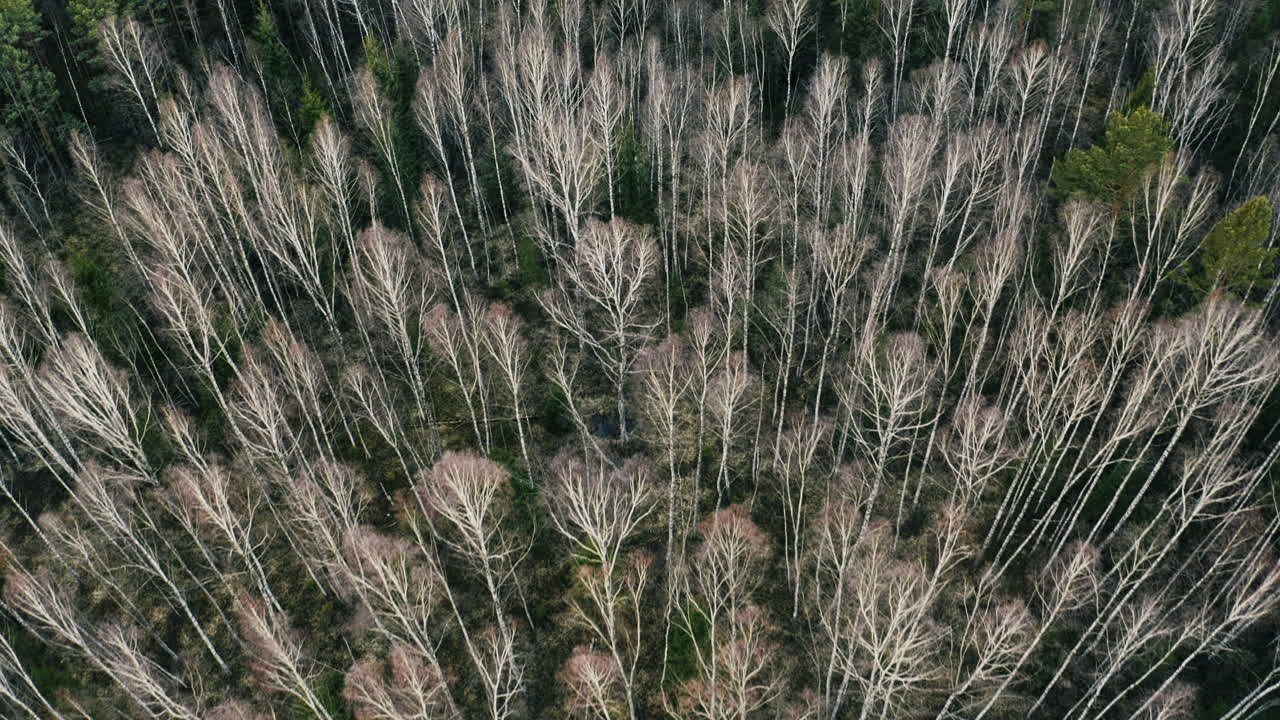 Drone flight over old dry forest. Dry trees visible.