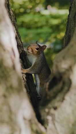 a squirrel climbing a tree