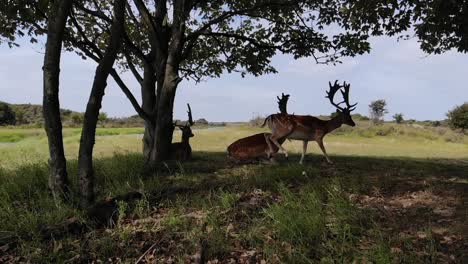 fleeing deers captured with a drone in slowmotion