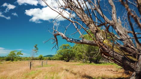 Walking in the countryside of New Zealand during the summer near Willow trees and yellow grass
