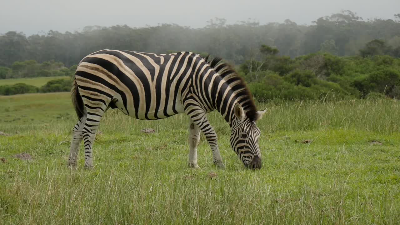 En ensom Burchells-zebra græsser på de frodige grønne græsmarker i Sydafrika