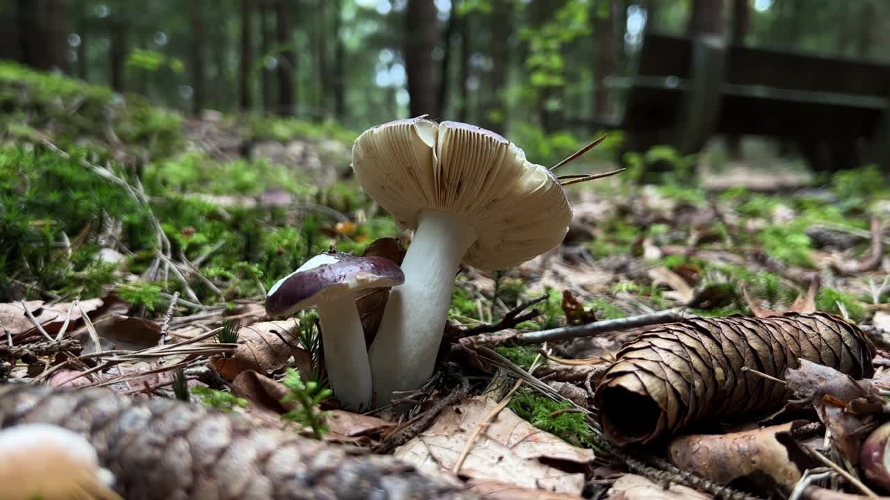 Low angle close up shot of a mushroom, a hand enters the frame and inspects the mushroom