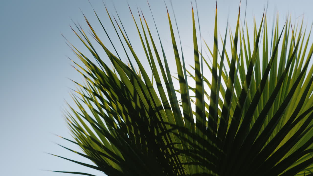 лучи солнца красиво просвечивают сквозь ветви нескольких пальм на фоне голубого неба 4k видео