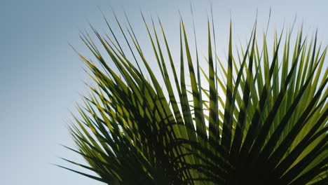 Sun-Rays-Beautifully-Shine-Through-The-Branches-Of-Several-Palms-Against-The-Blue-Sky-4k-Video