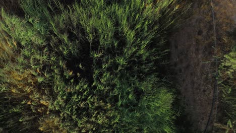 aerial : shrubs drone zoom out - hatta