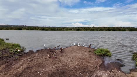 Muelles-Salvajes-Y-Aves-Junto-Al-Lago.