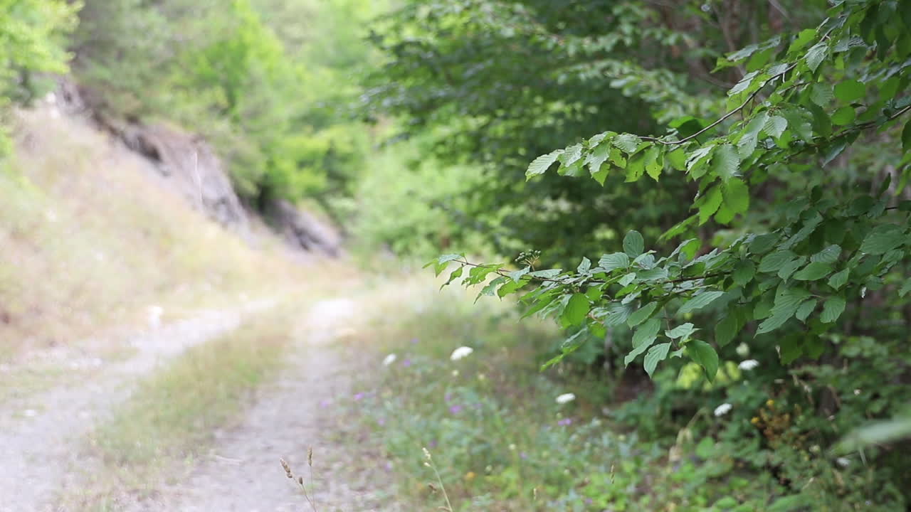 ⁇ 은 날 가을 숲에서  ⁇ 고