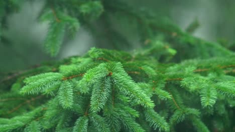 full green spruce tree branch in the rain