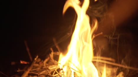 close up of wild bonfire in the middle of the forest at night