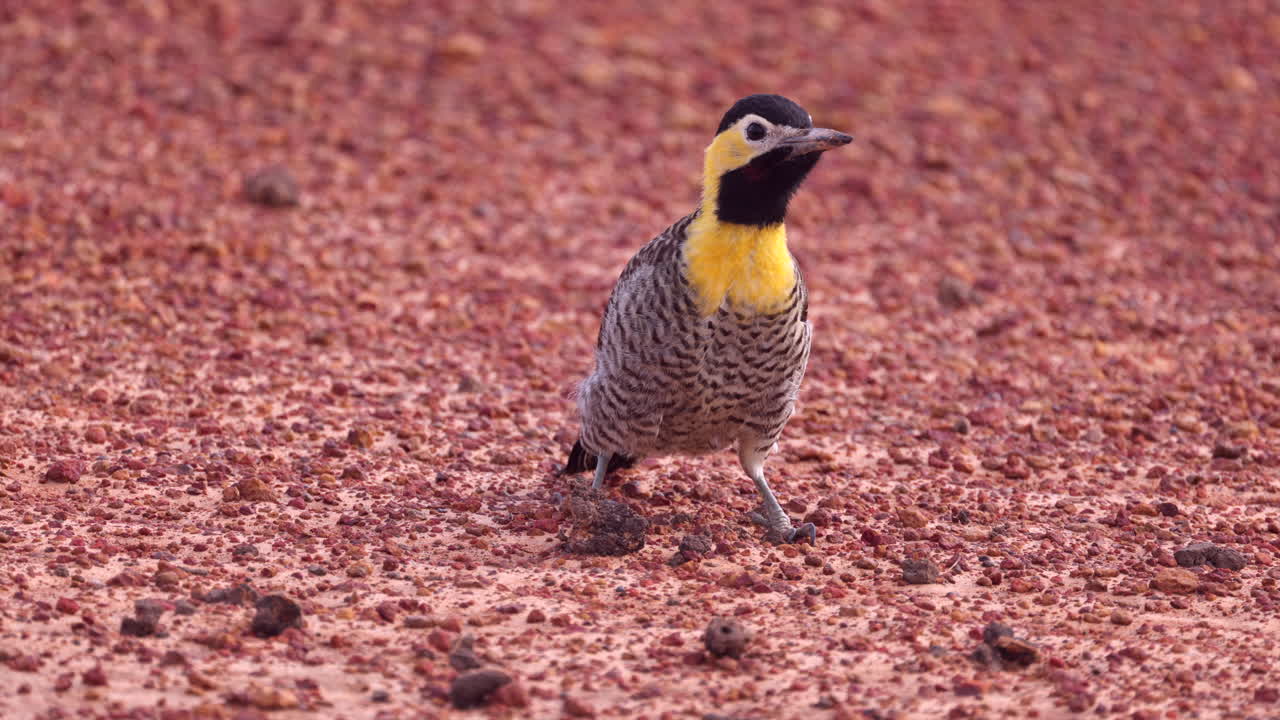 Tropical Campo Flicker Woodpecker on the ground hoping in Bolivia