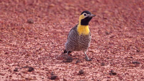 tropical campo flicker woodpecker on the ground hoping in bolivia